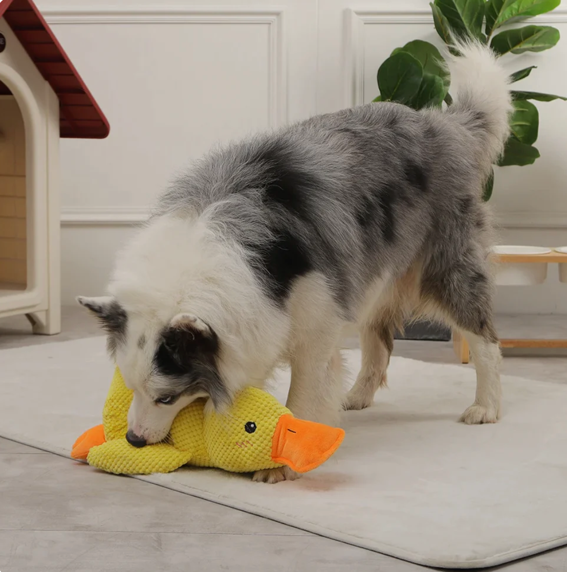 Quack-Quack Dog Duck Toy