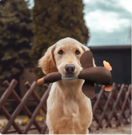 RobustGoose - Dog Chewing Toy