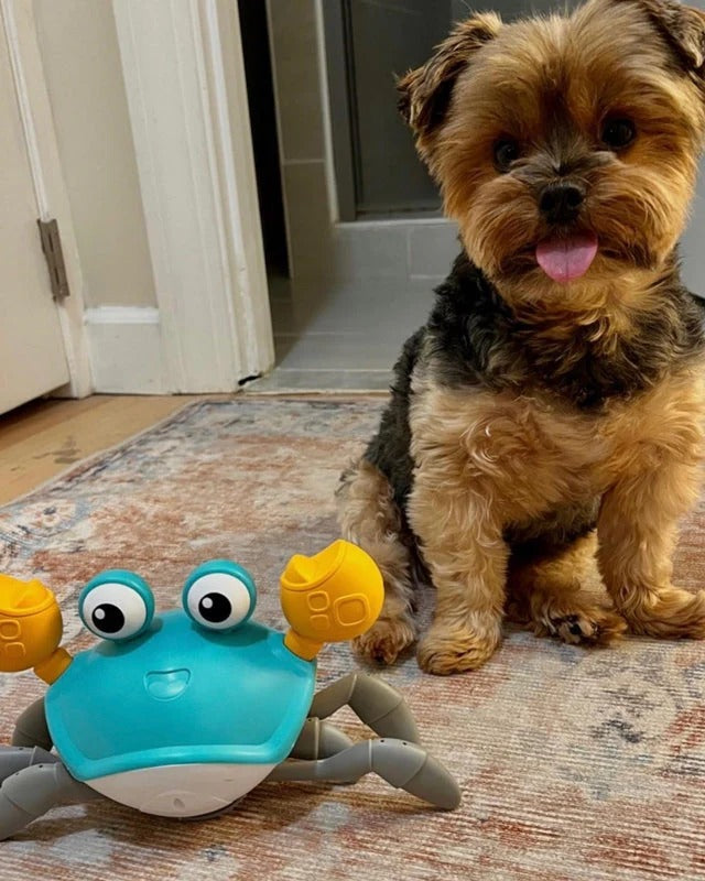 Interactive crab toy for dogs