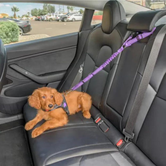 Dog Car Seat Belt