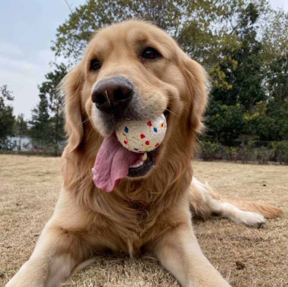 PawfectBuddies - Indestructiball