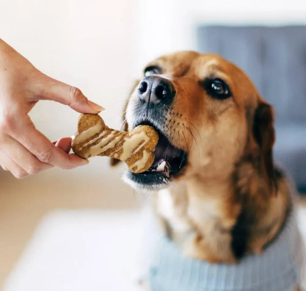 Homemade Dog Treat Kit + 10 FREE Recipes